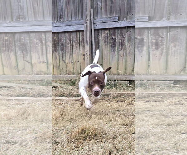 Medium Photo #1 American Staffordshire Terrier-Unknown Mix Puppy For Sale in Jackson, MS, USA