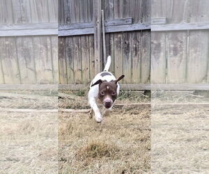 American Staffordshire Terrier-Unknown Mix Dogs for adoption in Jackson, MS, USA