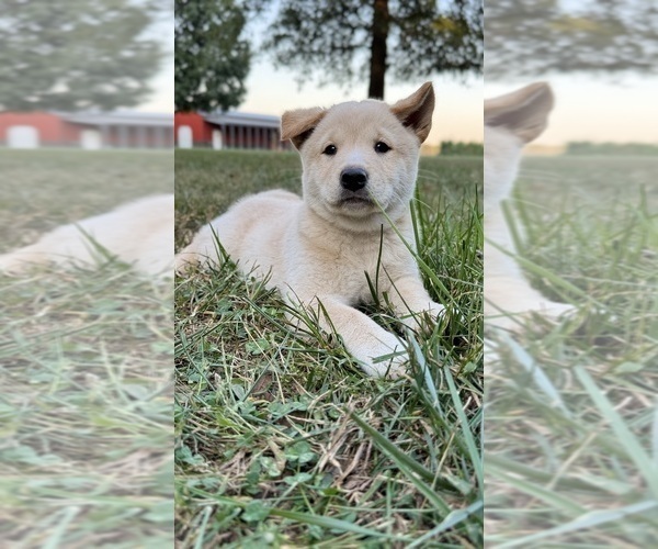 Medium Photo #24 Shiba Inu Puppy For Sale in NEW ATHENS, IL, USA