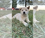 Small Photo #24 Shiba Inu Puppy For Sale in NEW ATHENS, IL, USA