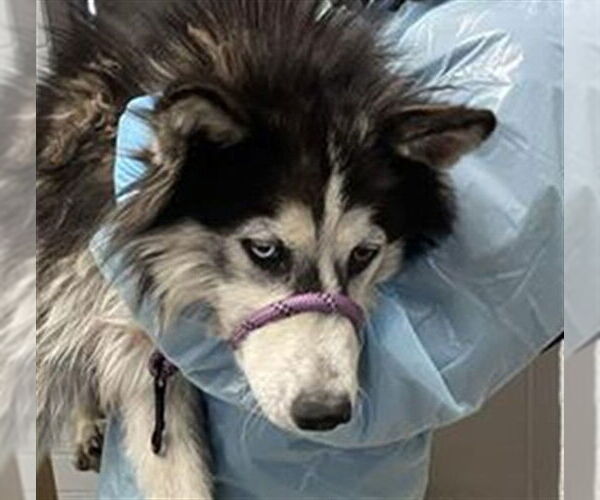 Medium Photo #1 Siberian Husky Puppy For Sale in Stockton, CA, USA