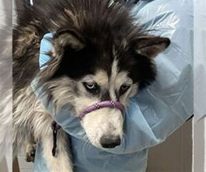 Siberian Husky Dogs for adoption in Stockton, CA, USA