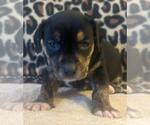 Small #5 Dachshund Mix