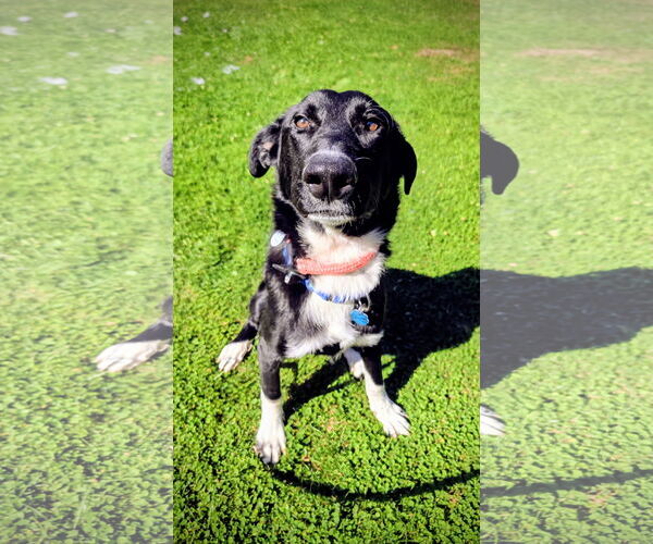 Medium Photo #2 Great Pyrenees-Unknown Mix Puppy For Sale in Rockaway, NJ, USA