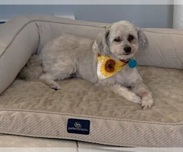 Medium Photo #2 Maltipoo (Miniature) Puppy For Sale in Boonton, NJ, USA