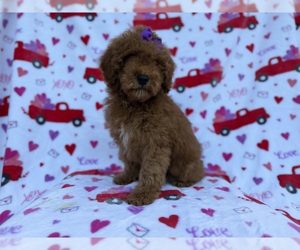 Medium Photo #7 Cock-A-Poo Puppy For Sale in LAKELAND, FL, USA