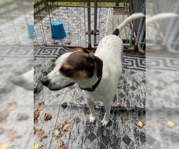 Medium Photo #3 Beagle-Unknown Mix Puppy For Sale in Coventry, CT, USA