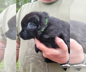 German Shepherd Dog Puppy for sale in SPRINGDALE, WA, USA