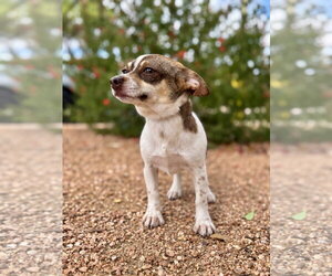 Millie - Female Chiweenie Dog for Adoption - Photo #3