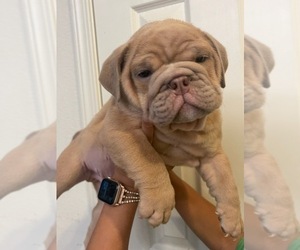 Bulldog Puppy for sale in SACRAMENTO, CA, USA