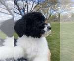 Small Photo #7 Saint Berdoodle Puppy For Sale in NACHES, WA, USA