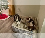 Small Photo #1 Basset Hound Puppy For Sale in MISSOURI CITY, TX, USA