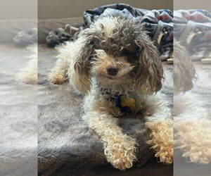 Poodle (Miniature)-Unknown Mix Dogs for adoption in Plymouth, MN, USA