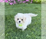Karmel - Male Cav-A-Malt Puppy for Sale - Photo #4