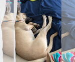 Small #4 Chihuahua Mix