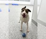 Small #3 Bull Terrier Mix