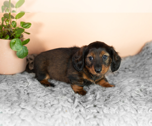 Medium Photo #2 Dachshund Puppy For Sale in WAKARUSA, IN, USA