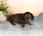 Small #1 Dachshund