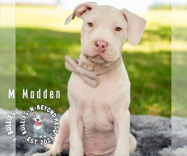 Medium Photo #13 Staffordshire Bull Terrier-Unknown Mix Puppy For Sale in Omaha, NE, USA