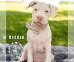Small #12 Staffordshire Bull Terrier Mix