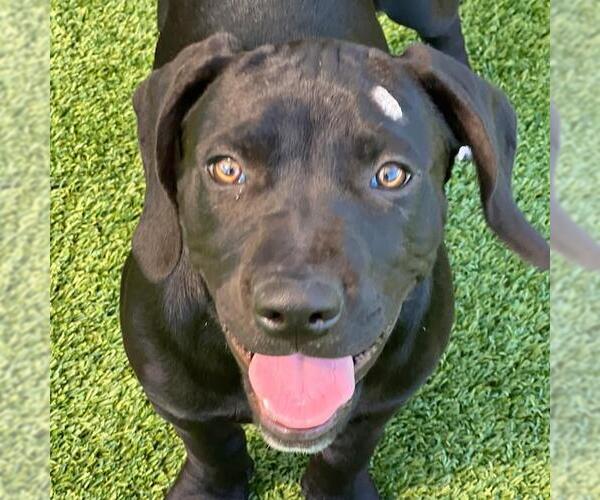 Medium Photo #7 Labrador Retriever-Unknown Mix Puppy For Sale in San Diego, CA, USA