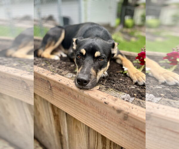 Medium Photo #2 German Shepherd Dog-Huskies  Mix Puppy For Sale in Princeton, MN, USA