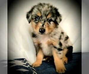 Australian Shepherd Puppy for sale in LINDEN, TN, USA