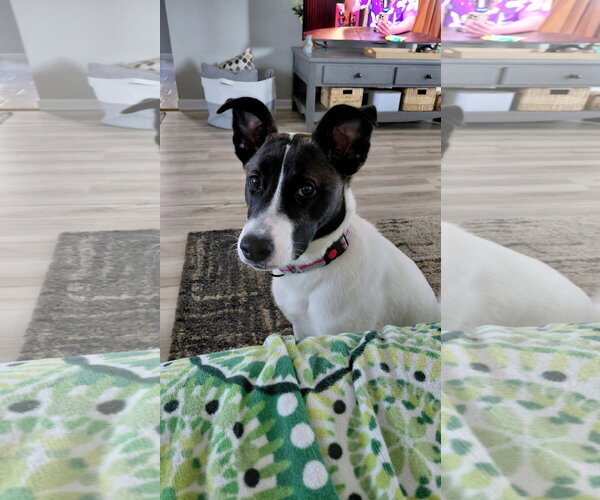 Medium Photo #12 Siberian Husky Puppy For Sale in Fort Wayne, IN, USA