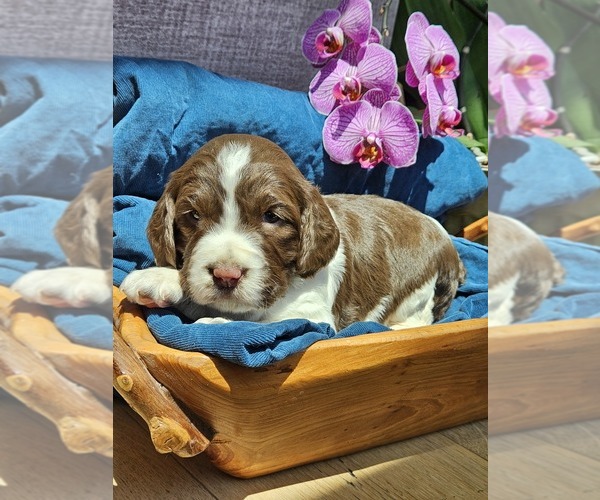 Medium Photo #8 English Springer Spaniel Puppy For Sale in WOOSTER, OH, USA
