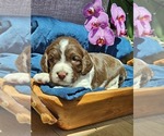 Small #7 English Springer Spaniel