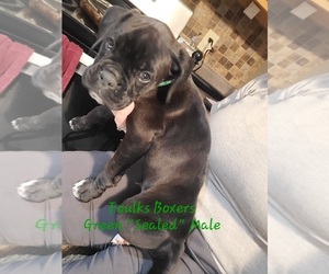 French Bulldog Puppy for sale in MT ZION, IL, USA