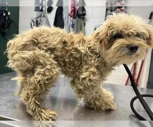 Maltese Dogs for adoption in Woodland, CA, USA