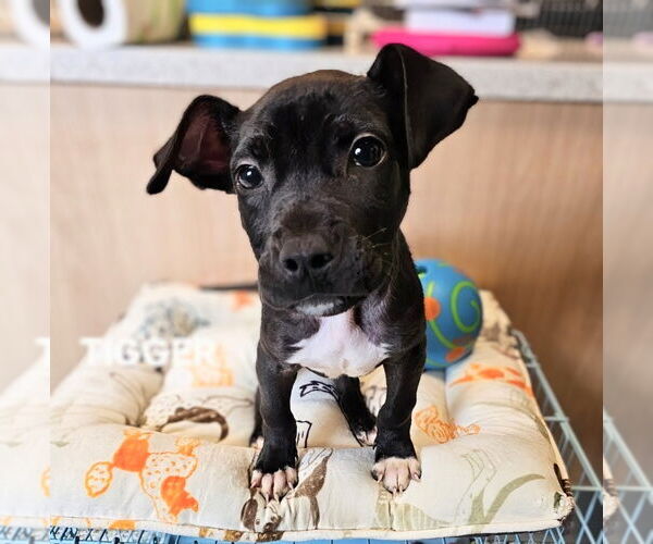 Medium Photo #2 American Staffordshire Terrier-Labrador Retriever Mix Puppy For Sale in Maryville, TN, USA