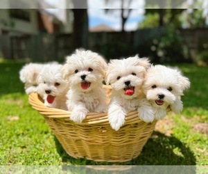 Maltese Puppy for sale in HOUSTON, TX, USA