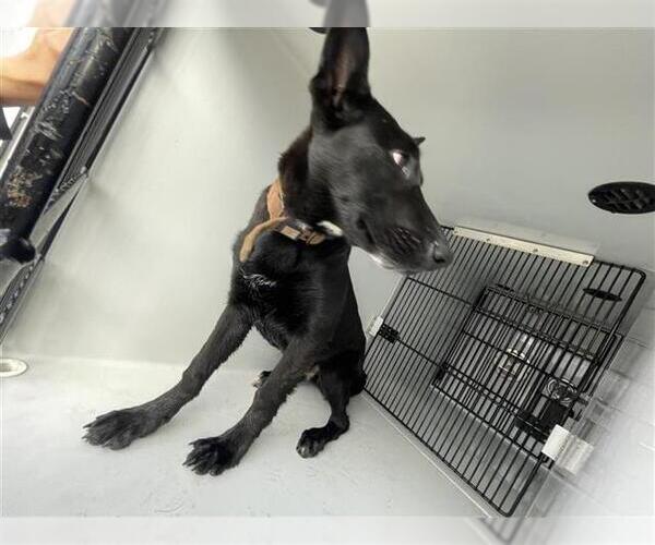 Medium Photo #1 German Shepherd Dog Puppy For Sale in Houston, TX, USA