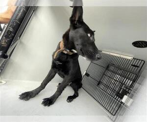 German Shepherd Dog Dogs for adoption in Houston, TX, USA