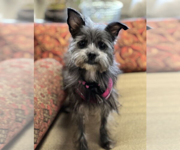 Medium Photo #6 Mutt Puppy For Sale in Mundelein, IL, USA