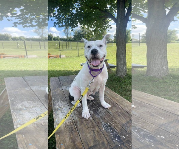 Medium Photo #15 American Pit Bull Terrier-Unknown Mix Puppy For Sale in Derwood, MD, USA