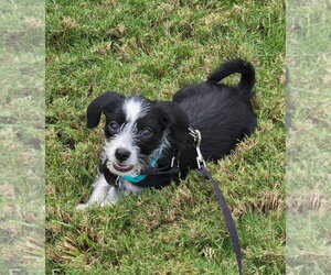 Dachshund-Unknown Mix Dogs for adoption in Holly Springs, NC, USA