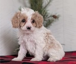 Small #1 Cavapoo (Miniature)
