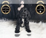 Small Photo #14 Cocker Spaniel Puppy For Sale in WARSAW, IN, USA