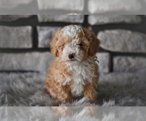 Poodle (Toy) Puppy for sale in MILLERSBURG, OH, USA