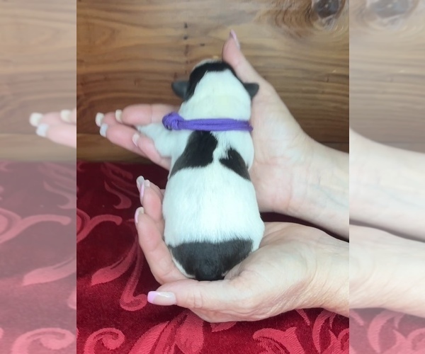 Medium Photo #5 Schnauzer (Miniature) Puppy For Sale in BIG CABIN, OK, USA