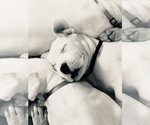 Small Photo #1 Dogo Argentino Puppy For Sale in CANON CITY, CO, USA