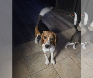Beagle Dogs for adoption in Las Vegas, NV, USA