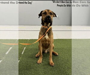 Barry - Male Black Mouth Cur-Boxer Mix Dog for Adoption - Photo #8