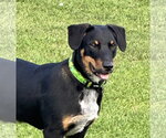 Small #1 Mutt