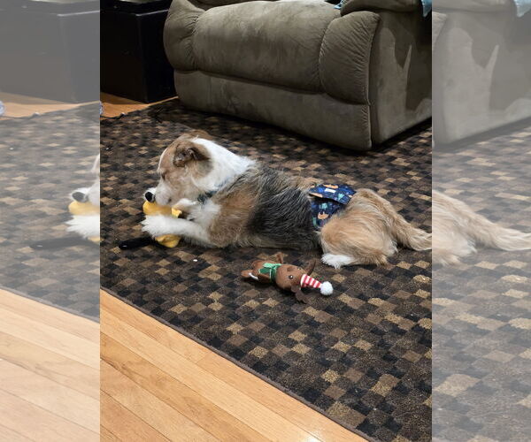 Medium Photo #4 Mutt Puppy For Sale in Plainfield, IL, USA