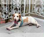 Small #9 Beagle