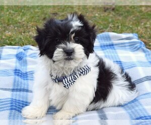 Zuchon Puppy for sale in COSHOCTON, OH, USA